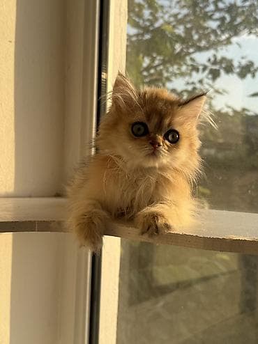 Кошки: Золотая шиншилла, Самка, В добрые руки, Самовывоз — 2