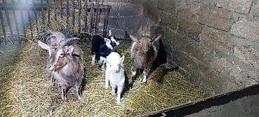 tap az heyvanlar: - Məhsul: Keçi sürüsü (böyüklər və balalar) - Təsvir: Şəkildəki kimi — 1