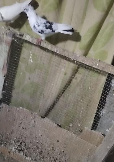 irşad electronics tovuz: Çil erkeydi hazir qizğin erkeydi tam sağlam qusduunvan Gence — 1