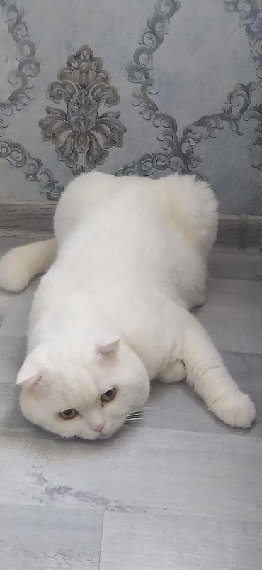 pişik növləri: Şotland — 1