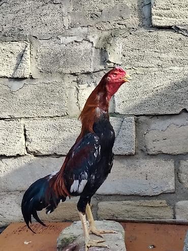 1 illik becədir döyüşkəndir videoları var lalafo.az -da 1 illik becədir döyüşkəndir videoları var