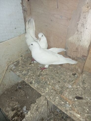 Ağ rəngli ev göyərçinləri - Tam ağ lələklər, qırmızı pəncələr və qara