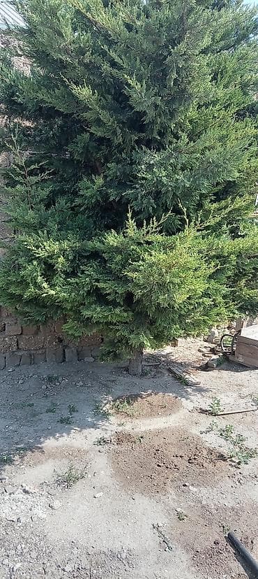 dekor guller: Thuja (ardıc tipli həmişəyaşıl) ağacı - Hündür, sıx və budaqları bol — 2