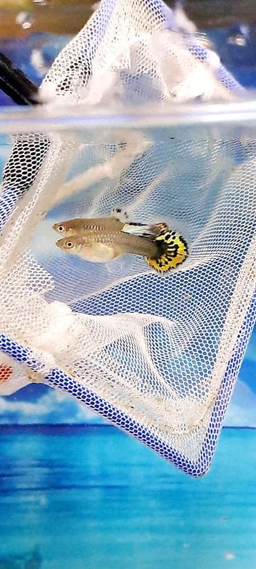 Digər heyvanlar: Quppi, Sülhsevər — 2