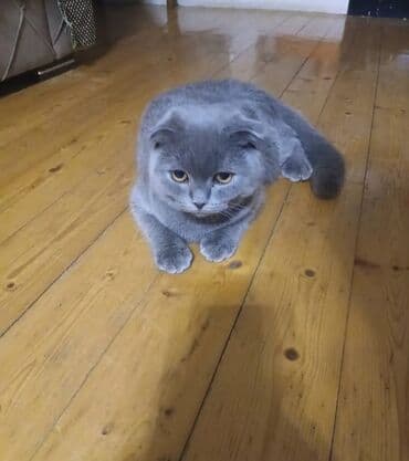 britan pişikləri: Şotland, Erkək, Yaxşı əllərə, Ünvandan götürmə — 1