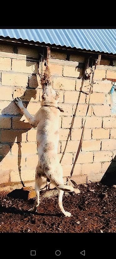 - Məhsul: İtlər üçün divara bərkidilən məşq oyuncağı (dartma/çeynəmə