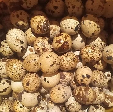 Bildirçin yumurtası tam mayalı bildorçin yumurtaları ən az say satışı