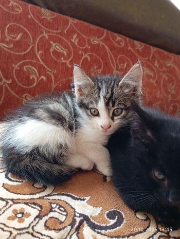 отдам кошку в хорошие руки: В добрые руки — 2