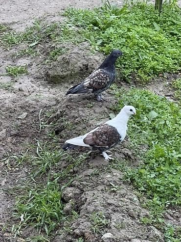 rottweiler itleri satisi: Hunkariler satilir — 3