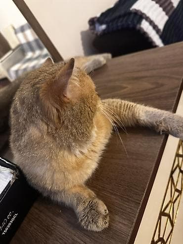 pişik eşyalari: Britan, Erkək, Ünvandan götürmə — 2