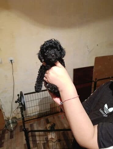 pudel itləri: Pudel — 6