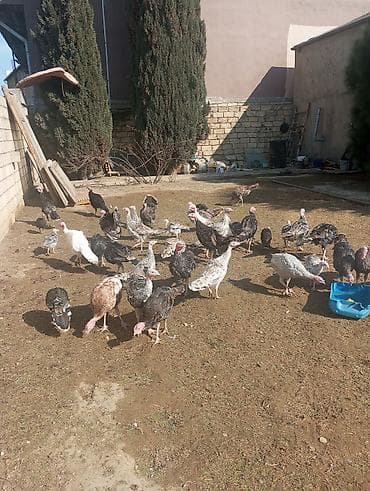 profil ucun pisik sekilleri: Hinduşkalar — 4