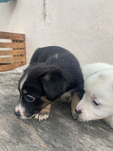 it satisi 2020: 2 ay, Erkek — 3