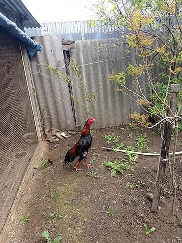 Cins xoruz Yanvarın 5 çıxan heyvandı cinsi Brazil ağzı qara gədələr