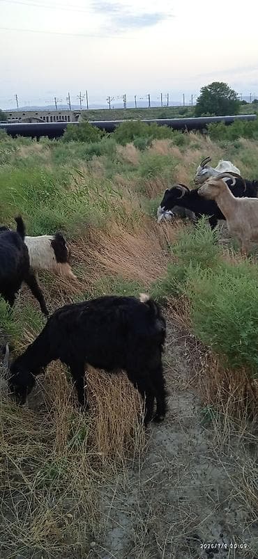 keci: Salam 16 baş yanı balali keçilər satılır.bir başın qiyməti 280 — 2