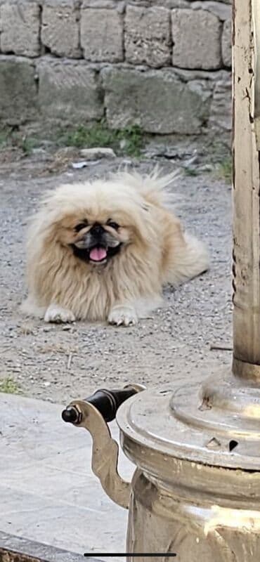 Pekines, Erkek