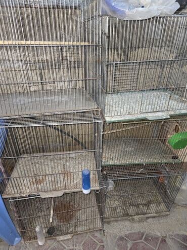 yarasa yuvasinin qiymeti azerbaycanda: Hazır iran qefesleri satılır 2 ci el üzərinde yem qabısı su qabısı — 1