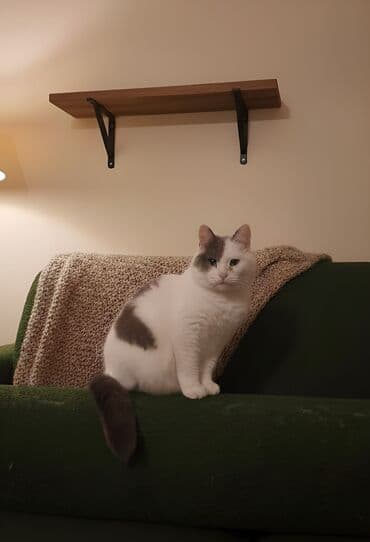 Dişi, Yaxşı əllərə