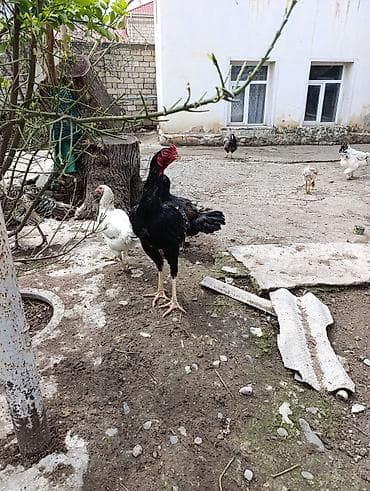 Məhsul: Ev şəraitində bəslənən döyüş tipli xoruzlar və toyuqlar