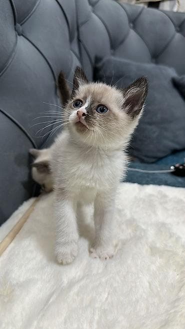 benqal pisik: Erkək, Dişi, Yaxşı əllərə, Ünvandan götürmə, Pulsuz çatdırılma, Ödənişli çatdırılma — 6