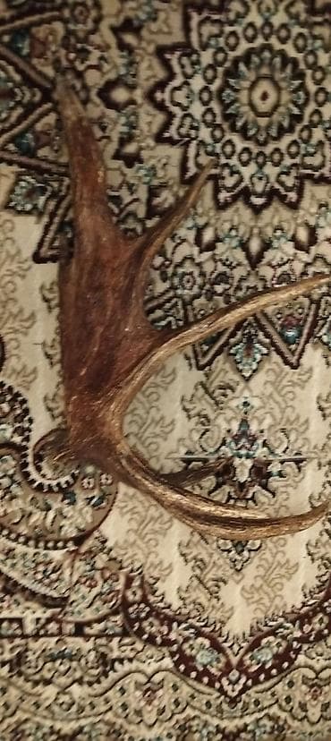 kitab skafi: Digər kitablar və jurnallar — 7