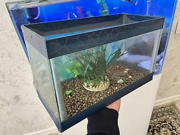 yumru akvariumlar: Dördbucaq akvarium, Boş, 7 l, Ödənişli çatdırılma — 2