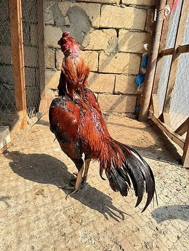 Məhsul: Xoruz (heyratı ) Təsvir: - Rəng: parlaq qırmızı-qəhvəyi