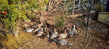 Balıqlar: Dişi, | Lal ördək, Ətlik — 4