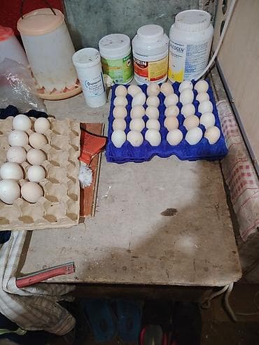 продажа индюшат: Qara avstrolop toyuq yumurtalari satılır tam mayali 1 azn — 1