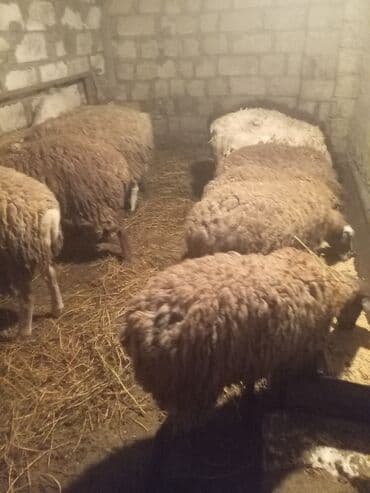 Quzu satilir bərdədi - Növ: yerli/qarışıq cins ət‑yunu istiqamətli — 2