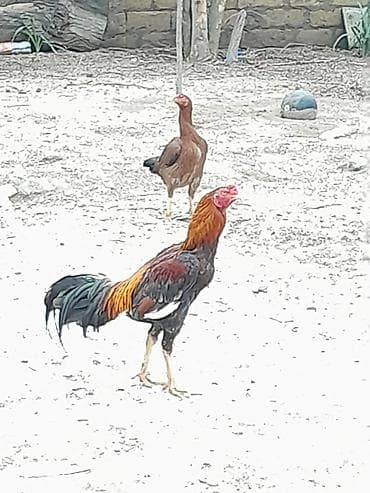 iri buynuzlu mal: Satılır: Karadeniz Turk xoruzu və feresi Safqanlı döyüş tipli — 6