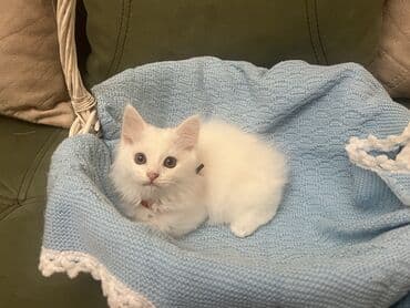 alisanın pişiyinin adı nə idi: Şinşilla, Ünvandan götürmə — 2