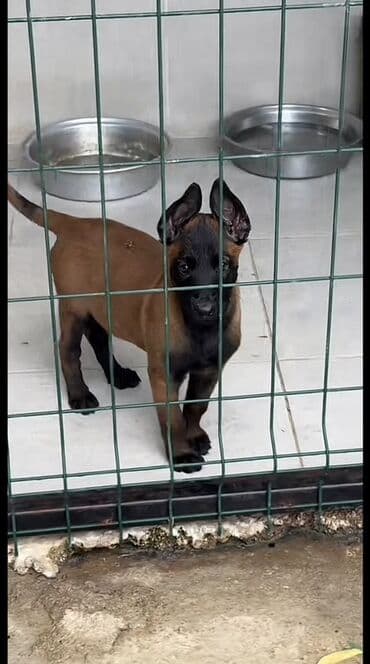 Belçika çoban iti, 2 ay, Erkek, Peyvəndli