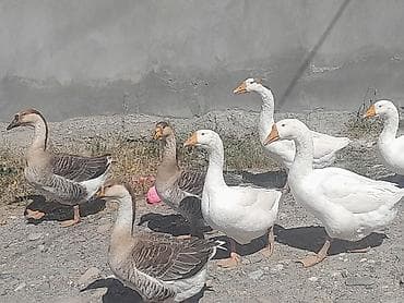 qurdbasar satilir: Erkək, | Linda, Damazlıq, Ödənişli çatdırılma — 4