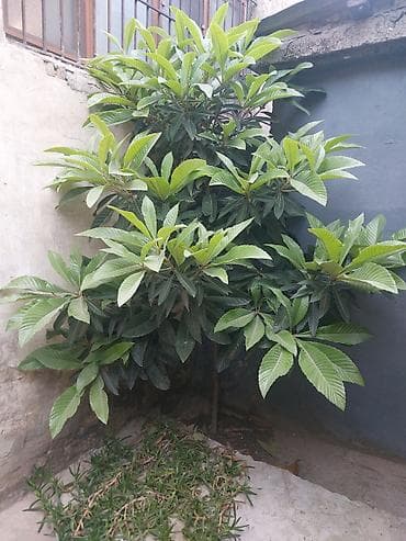 nar agaci: Məhsul: Nespoli (Eriobotrya japonica) ağacı və meyvəsi Təsvir: - — 4