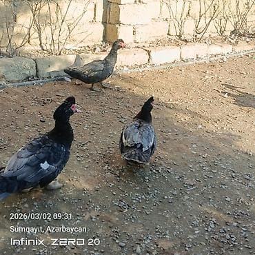 lal ordək balası: Qiymət fərqlidir bunu — 8