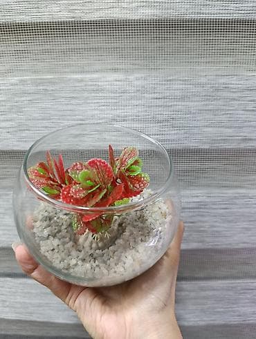 Quşlar: Yumru akvarium, Boş, 1 l, Ünvandan götürmə, Pulsuz çatdırılma, Ödənişli çatdırılma — 2