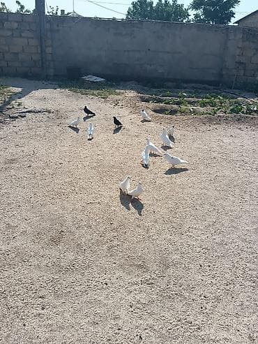 it satış: Göyerçinler satılır 12 ədəd ünvan hacı Zeynalabdin Tağıyev — 3