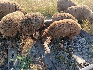 balaca meymun satisi: Salam cəpisler 3 erkey bir dişidi ağ əkizlər biçmədi əsil kəsimliy — 2