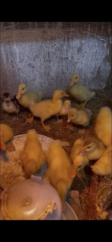 lal ordək yumurtası: 15 günluk pekin balaları 3 azn sumqayıtdadır — 1