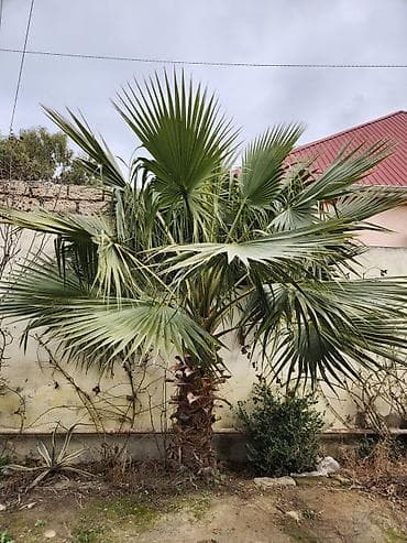 Digər bitkilər: Dekorativ palma ağacı – fan formalı yarpaqlı (yükək soyuğa davamlı — 7