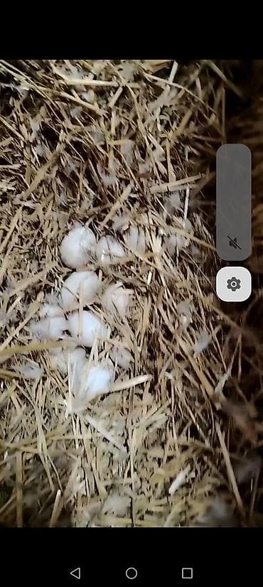 ördey yumurtasi: Məhsul: Ördək yumurtası Təsvir: - Təsərrüfatdan toplanan ağ ördək — 3