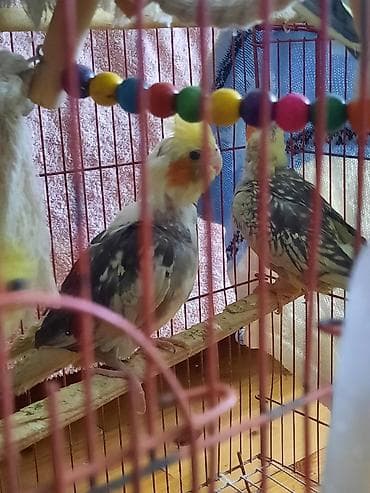 tap.az heyvanlar itler: Tutuquşları — 4