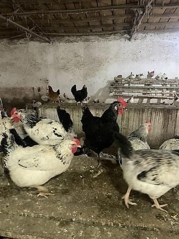 kend yumurtası: Serebristi, Xarkov və Avstralop mayalı toyuq yumurtaları. Hər gün — 4