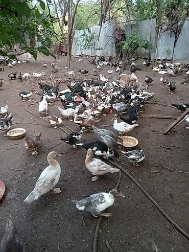 qaşqaldağ quşu: Muscovy ördəkləri (hind ördəyi) – çoxsaylı sürü Qiymətləri Ferqlidir — 5
