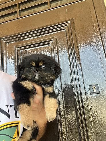 i̇sm: Pekines, 2 ay, Dişi, Peyvəndli — 4