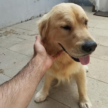 ev heyvanları: Retriever, Erkek, Peyvəndli, Ünvandan götürmə — 6