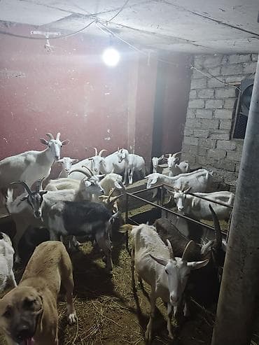 ereb kecisi: Şəkillərdə təsərrüfatdan qarışıq yaş və rənglərdə keçilər sürüsü — 5