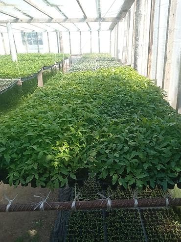 palcıq şiti: Istixana yetişdirilməsi – tərəvəz tingləri Məhsul: istixanada — 4