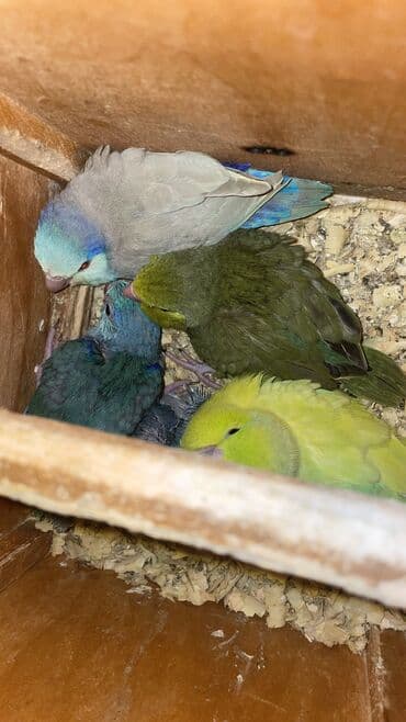 клетка для попугаев: Forpus (cırtdan papuqay) balası - Növ: Forpus – kiçik ölçülü, çox — 5